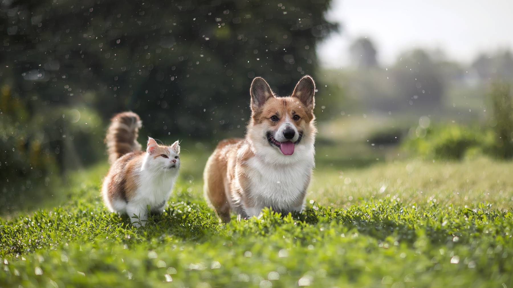 Hunde und Katzen können einen Sonnenbrand bekommen. 