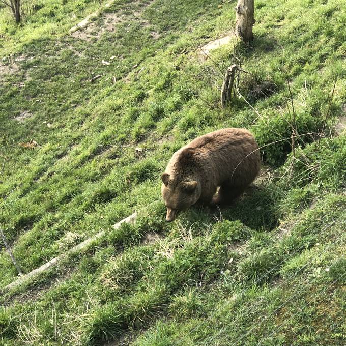 Die Bären im Bärenpark Bern sind wieder wach