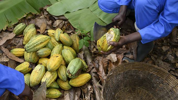 Nestlé investiert verstärkt in Nachhaltigkeit der Kakao-Lieferkette
