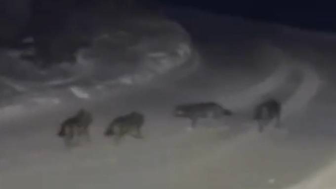 Walliser Pistenarbeiter wird von vier Wölfen überrascht