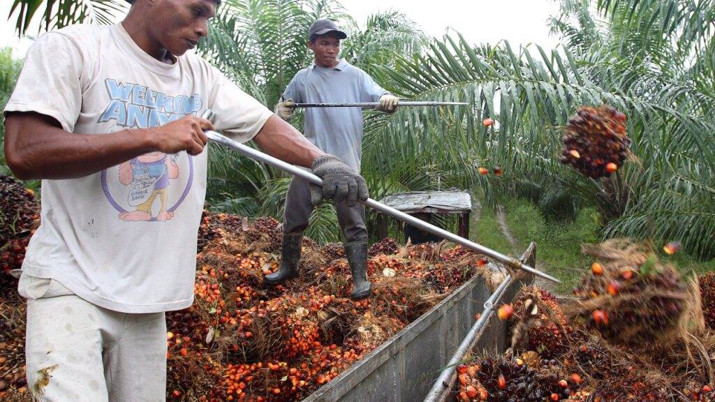 Auf einer Palmöl-Plantage in Malaysia. (Archivbild)