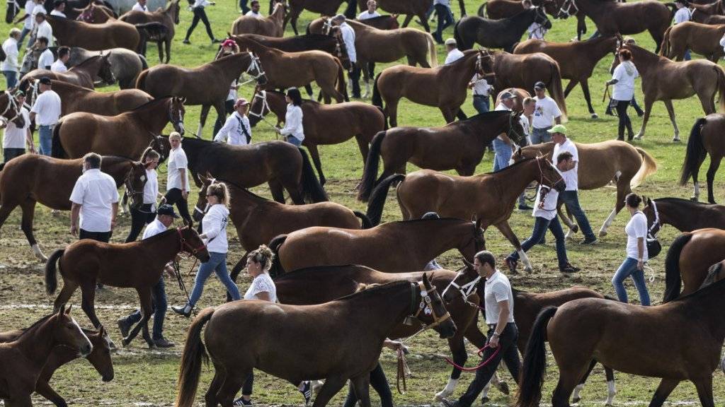400 Freibergerpferde bei einer Parade in Saignelégier. (Archivbild)