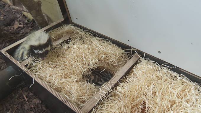 Herziger Streifenwiesel-Nachwuchs im Walter Zoo Gossau