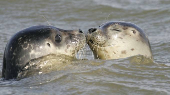 Höchste Anzahl von Seehundwelpen im Wattenmeer seit 1975