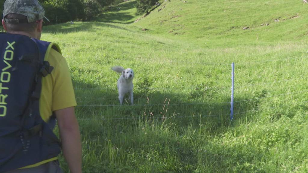 Herdenschutzhunde im Wandergebiet: So verhält man sich richtig