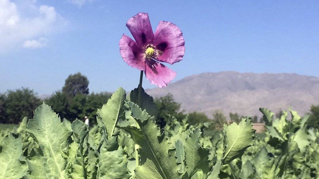 Eine Blume im Mohnfeld: Opium-Anbauer in den USA verrät sich selber. (Symbolbild)