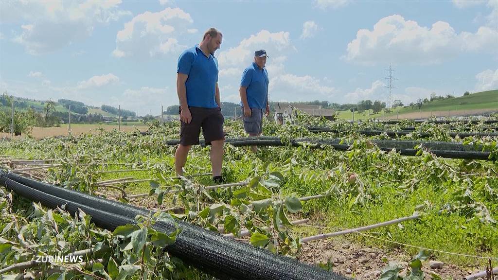 Erst Sturm, dann Hagel: Obstbauer aus Aesch ZH verliert fast gesamte Ernte