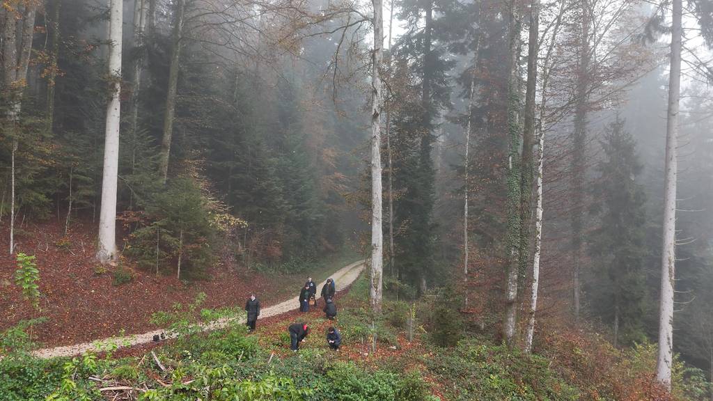 Kräuterküche im Wald