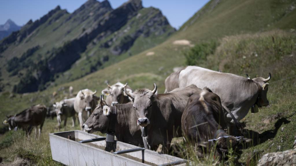 Die Trockenheit zwingt die Älpler in der Ostschweiz zum Handeln