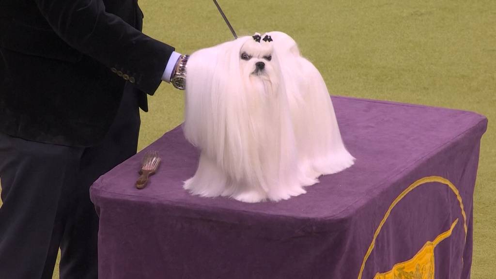 Geschniegelte und gestriegelte Vierbeiner messen sich bei grosser Hundeshow in New York