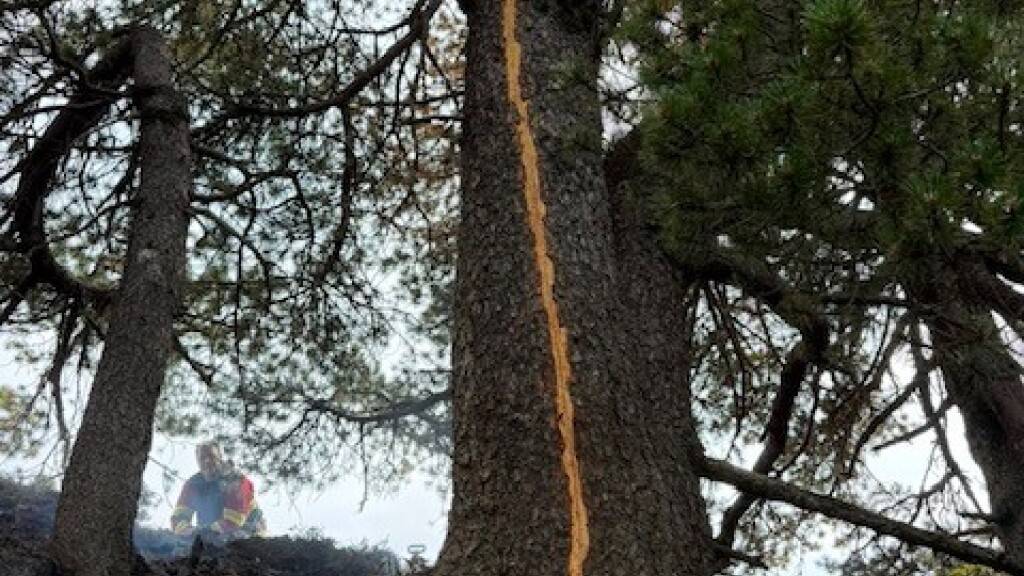 Der Flächenbrand im Gebiet Laucherenstöckli in Unteriberg SZ dürfte laut ersten Erkenntnissen auf einen Blitzeinschlag in einen Baum zurückzuführen sein.
