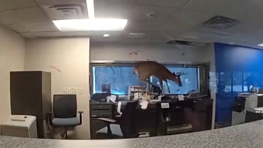 Tierischer Polizeieinsatz: Rehbock bricht in Bankfiliale ein