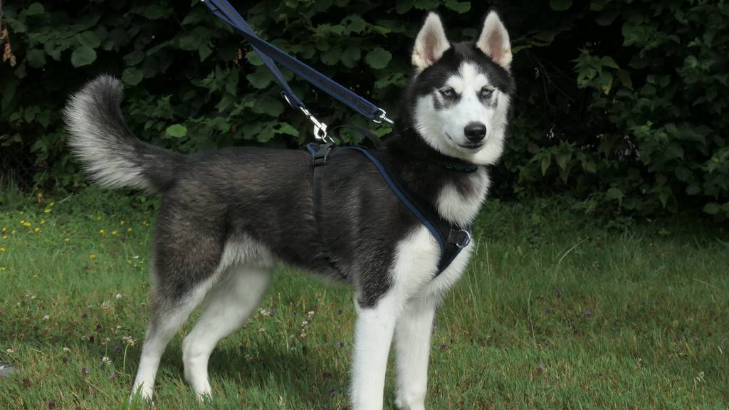 Rookie Sibirischer Husky 02