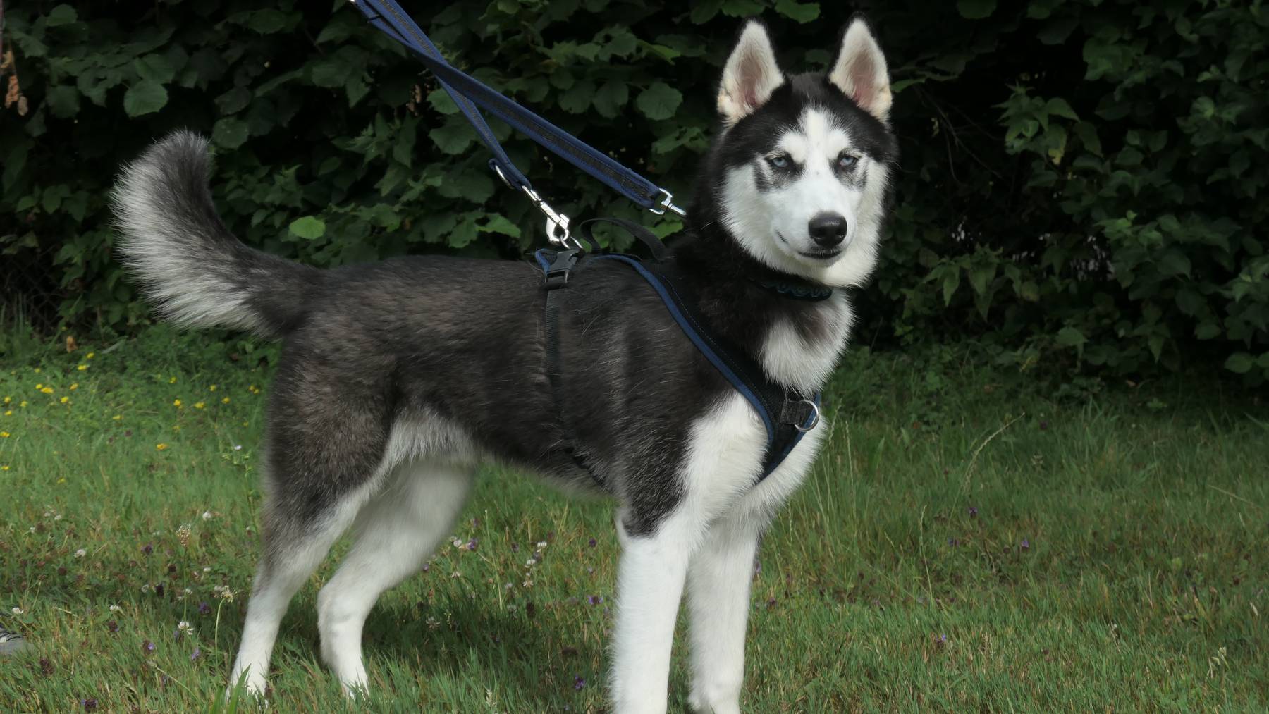 Rookie Sibirischer Husky 02