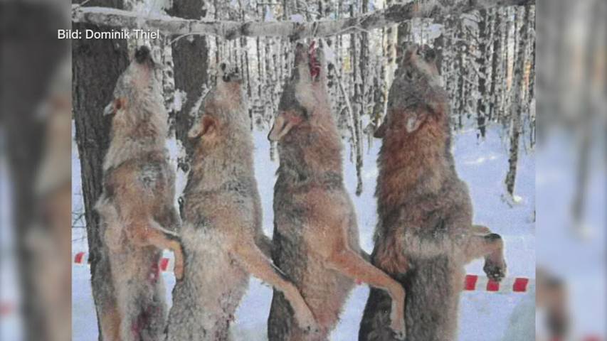 Blutige Wolfsjagd in Bildern: Amtsleiter berichtet von umstrittener Russland-Reise