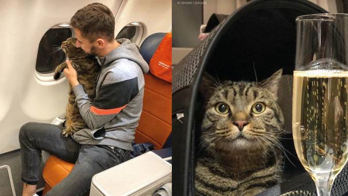 Wegen zu dicker Katze trickst Besitzer Airline aus 
