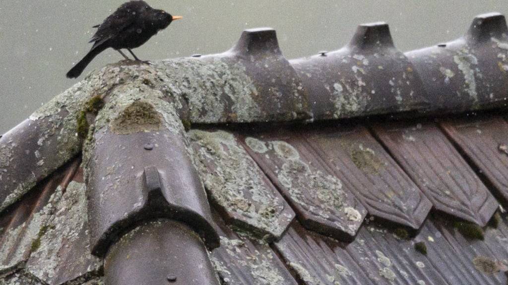 Singvögel wie Amseln zwitschern an Orten mit viel künstlichem Licht länger. (Archivbild)