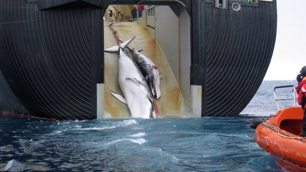 Ein japanisches Walfang-Schiff zieht zwei Zwergwale an Bord: Japan kündigt an, trotz internationalem Moratorium in diesem Jahr den Walfang wiederaufzunehmen. (Archivbild)