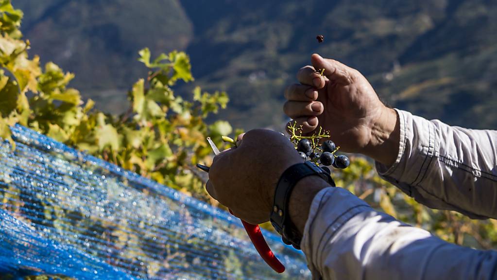Traubenernte im Wallis: Der Wein-Jahrgang 2019 dürfte laut Bundesamt für Landwirtschaft hervorragend werden. (Themenbild)