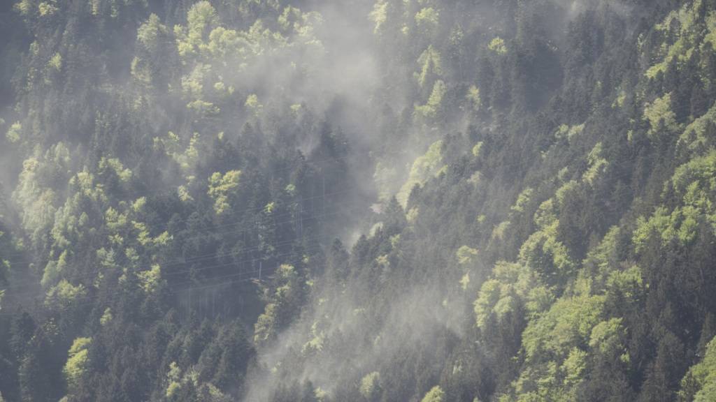 Landwirtschaft förderte Pflanzenvielfalt über Jahrtausende