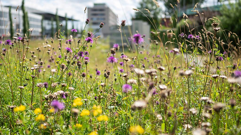 Komitee startet Abstimmungskampagne für Biodiversitätsinitiative