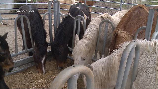 Tödliches Pferde-VIrus in Mülligen festgestellt