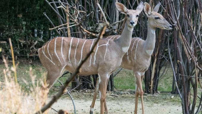 Basler Zolli will die Kudu-Zucht ankurbeln