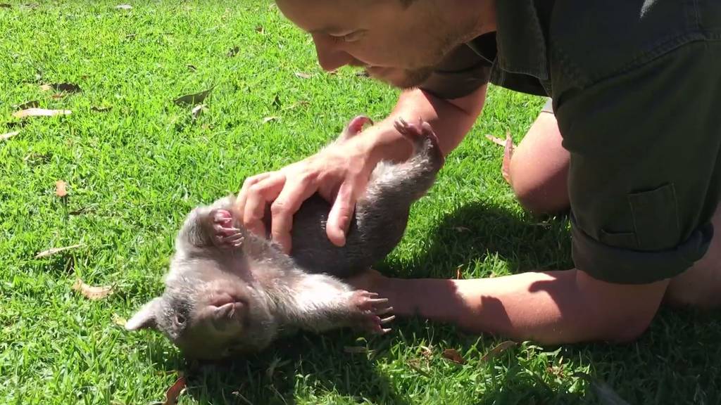 Dieser herzige Wombat lebt in Australien.