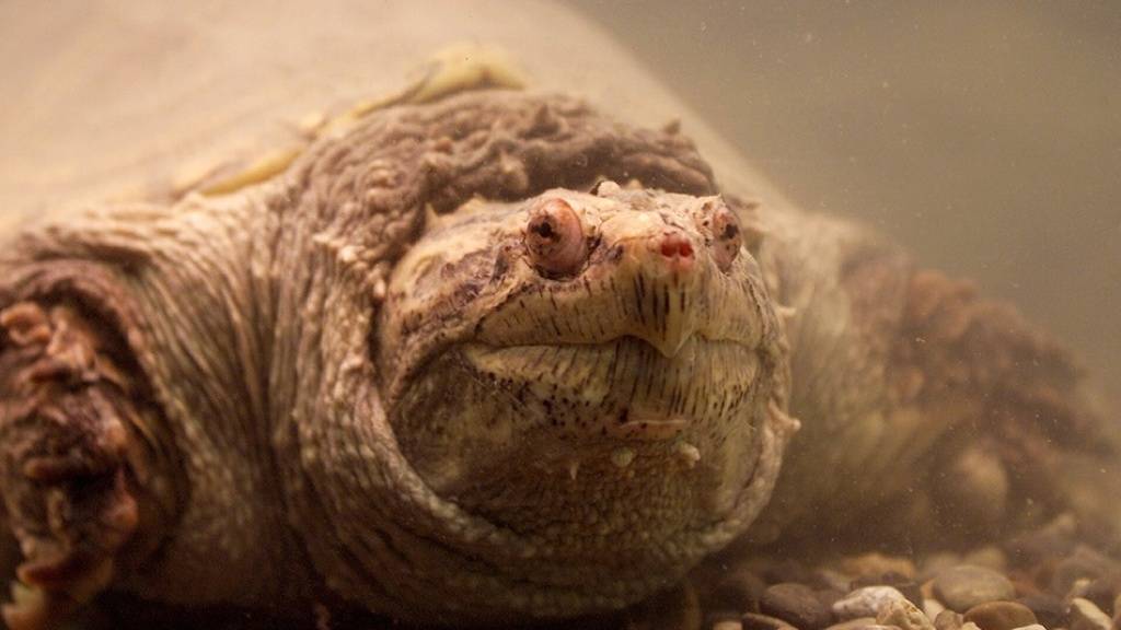 Die im Wasser lebende Schnappschildkröte (Chelydra serpentina) stammt aus Nordamerika. In Europa wird sie auch von Privatleuten gehalten und manchmal wegen der bedeutenden Grösse auch in die freie Wildbahn ausgesetzt. (Archivbild)