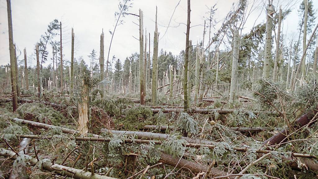 Umgeknickte Bäume, die der orkanartige Sturm Lothar im Jahr 1999 hinterlassen hat: Werden die Bäume nicht weggeräumt, entwickelt sich eine vielfältige Gemeinschaft an Pflanzen und Tieren.