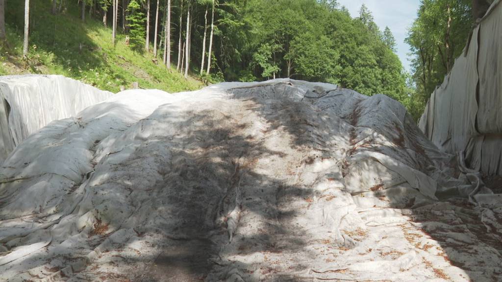 Mit einheimischem Pilz soll Schnee in Engelberg weniger schmelzen