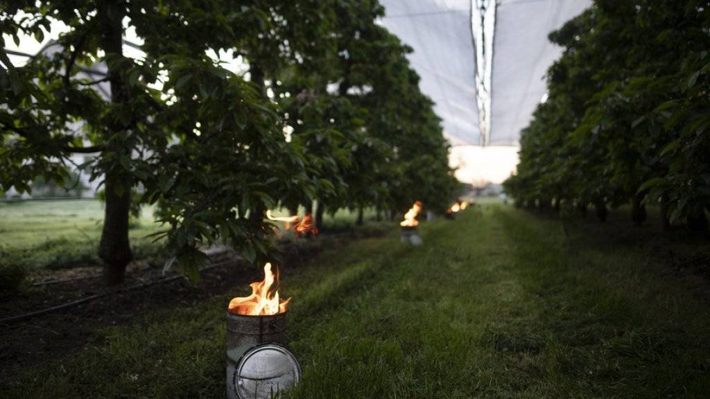Brennende Frostkerzen in der Kirschenplantage der Familie Bär, aufgenommen am Dienstag in Opfershofen im Kanton Thurgau. Die vergangenen Nächte brachten für die Jahreszeit ungewöhnlich tiefe Temperaturen und gefährdeten damit die Ernte von Bauern.