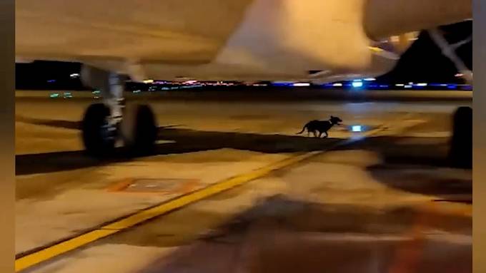 Ausgebüxter Hund hält Flughafenpersonal in Genf auf Trab