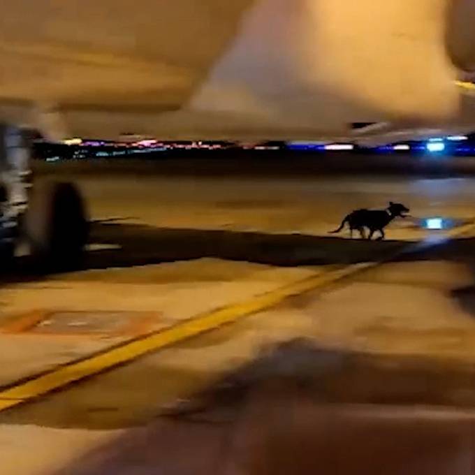Ausgebüxter Hund hält Flughafenpersonal in Genf auf Trab