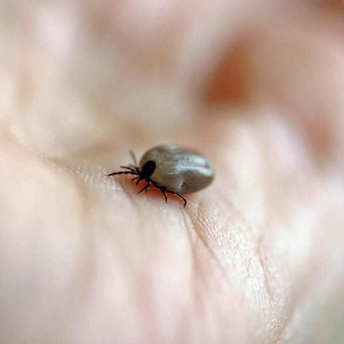 Rekordhohe Fälle von Zeckenstichen: So schützt du dich gegen die Blutsauger