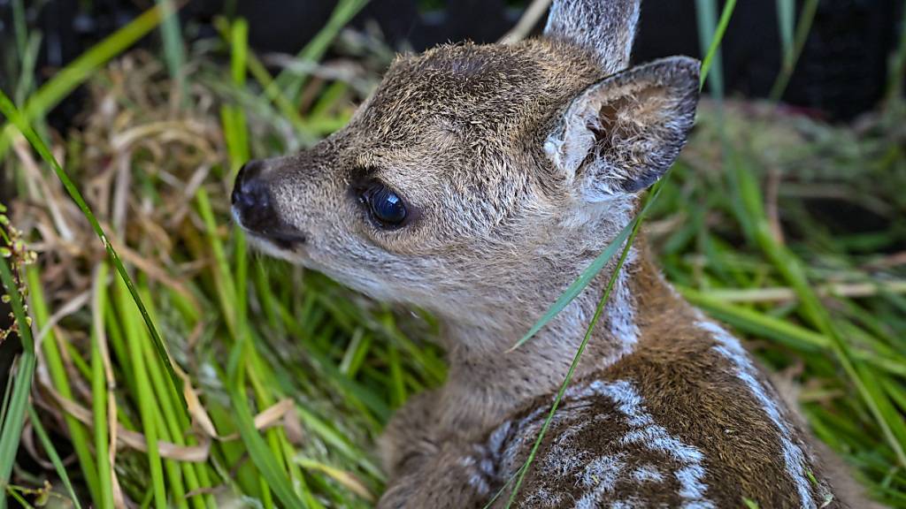 520 Rehkitze konnten im Kanton Graubünden vor dem möglichen Tod gerettet werden. (Symbolbild)