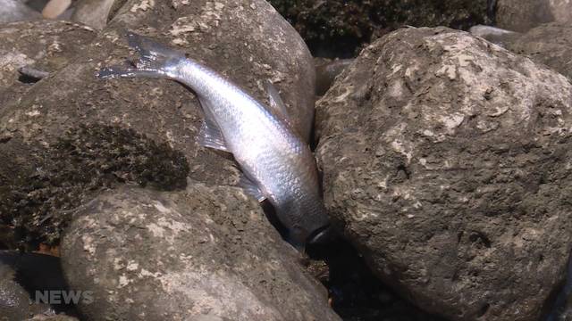 18'000 tote Fische in Freiburg