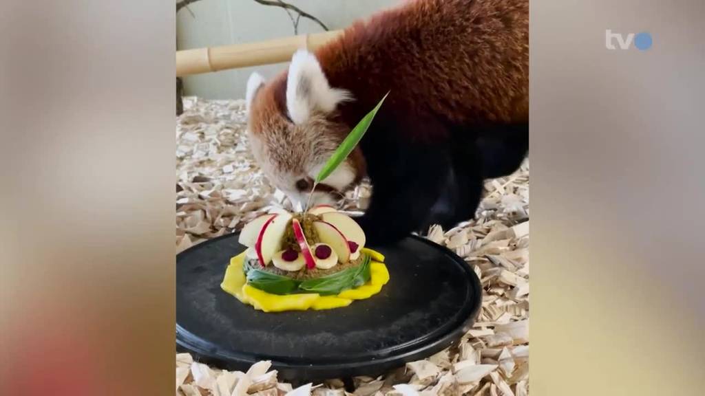 Jöö-Alarm: Rote Pandas feiern Geburtstag