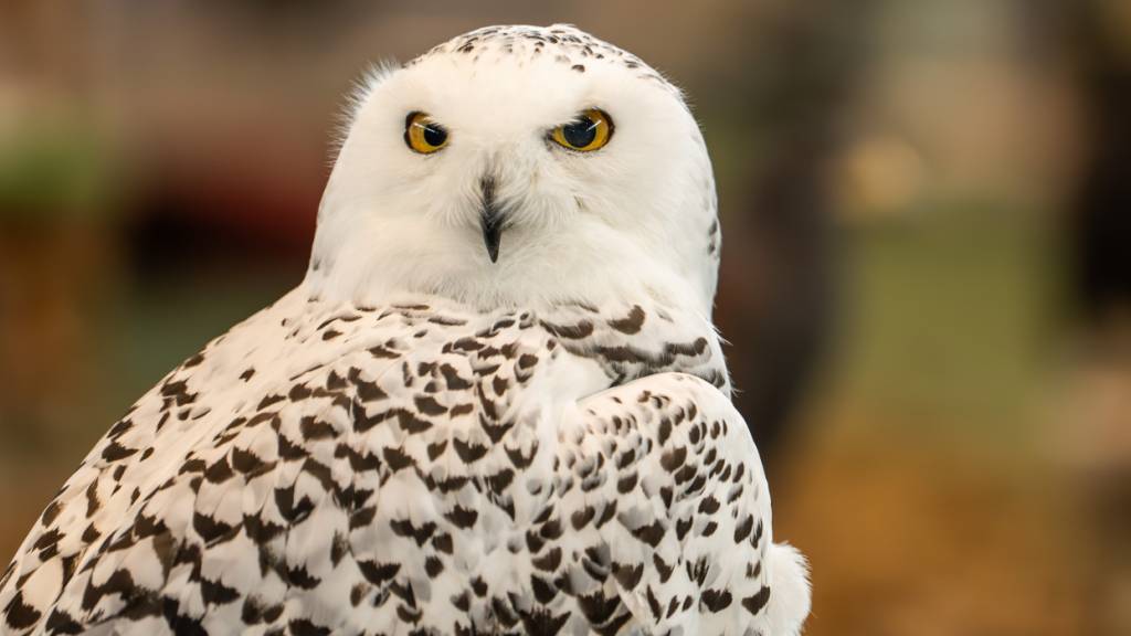 ARCHIV - Eine Schneeeule ist bei der Heimtiermesse ANIMAL auf dem Messegelände der Messe Stuttgart zu sehen. Die Messe bietet eine breite Palette an Themen rund um Haustiere, darunter Streicheltiere, Exoten, Rasseschauen und Gesundheitschecks. Foto: Silas Stein/dpa