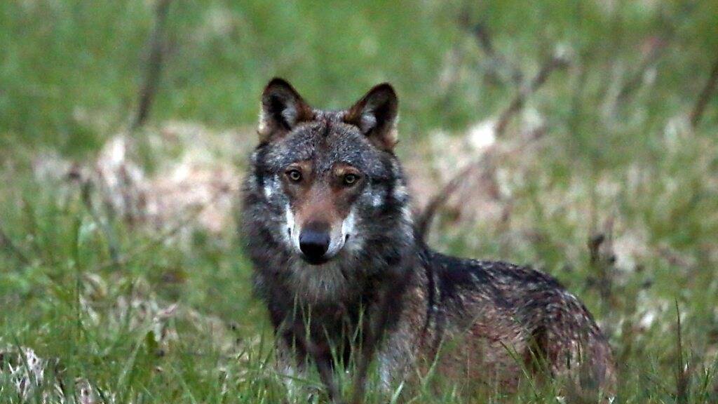 Ein Wolf aufgenommen beim Dorfeingang von Bellwald im Obergoms VS. (Archivbild)