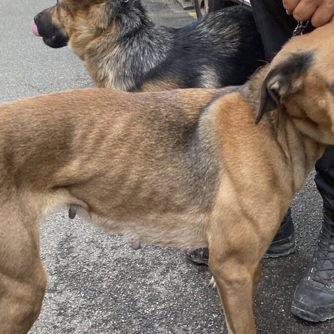 Polizei entdeckt verwahrloste Hunde in Auto