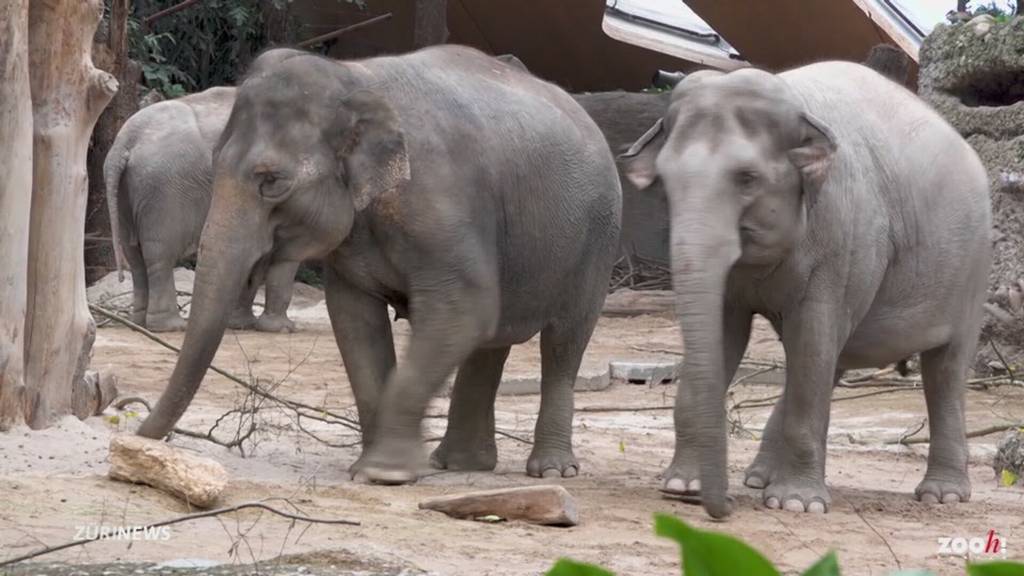 Elefantendame zurück bei ihrer Herde im Zoo Zürich