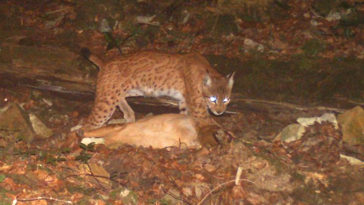 In Die Fotofalle Getappt Der Luchs Fuhlt Sich In Der Region Wohl Baselland Basel Bz Zeitung Fur Die Region Basel