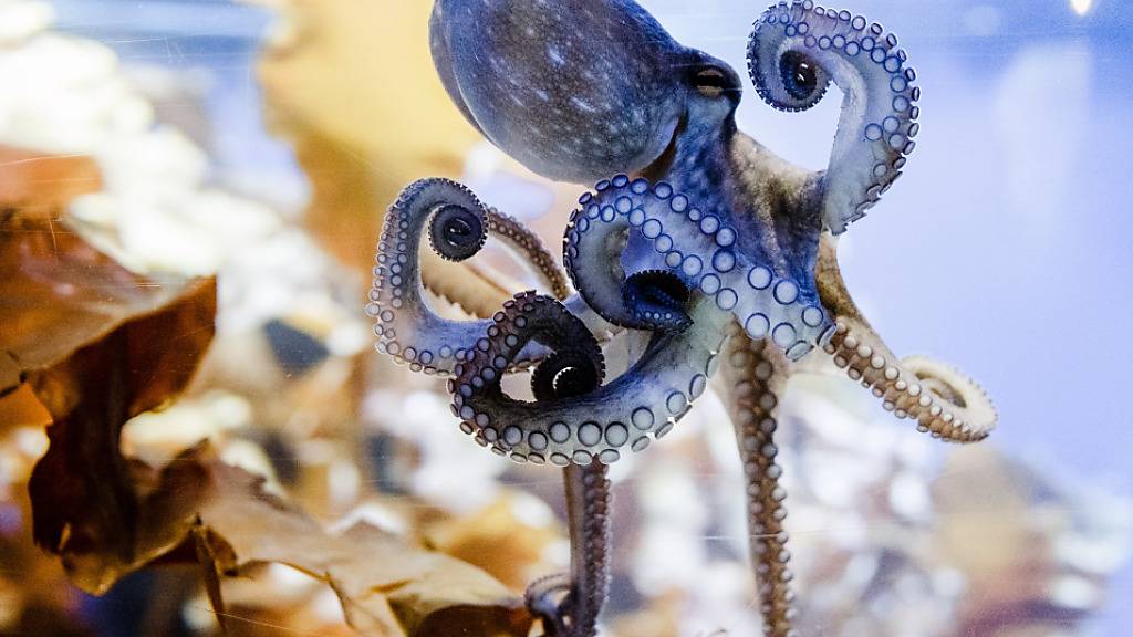 Bestehe die realistische Möglichkeit, dass zum Beispiel Kraken leiden können, dann sollte dies nach Auffassung der Forschenden in politischen Entscheidungen berücksichtigt werden. (Archivbild)