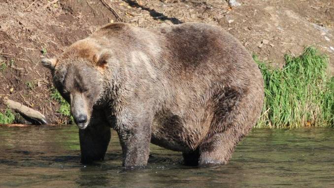Alaska kürt den dicksten Bären – «Otis» gewinnt die Wahl