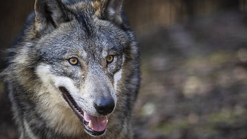 Vor Schüssen sicher: Ein Wolf in einem Tierpark. (Archivbild)