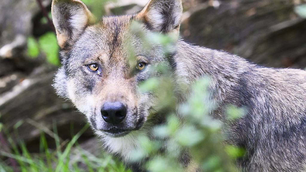 Alle Wolfsrudel sollen geschützt werden, nicht nur die von Umweltschutzorganisationen bislang genannten. Das fordert CH Wolf. (Symbolbild)