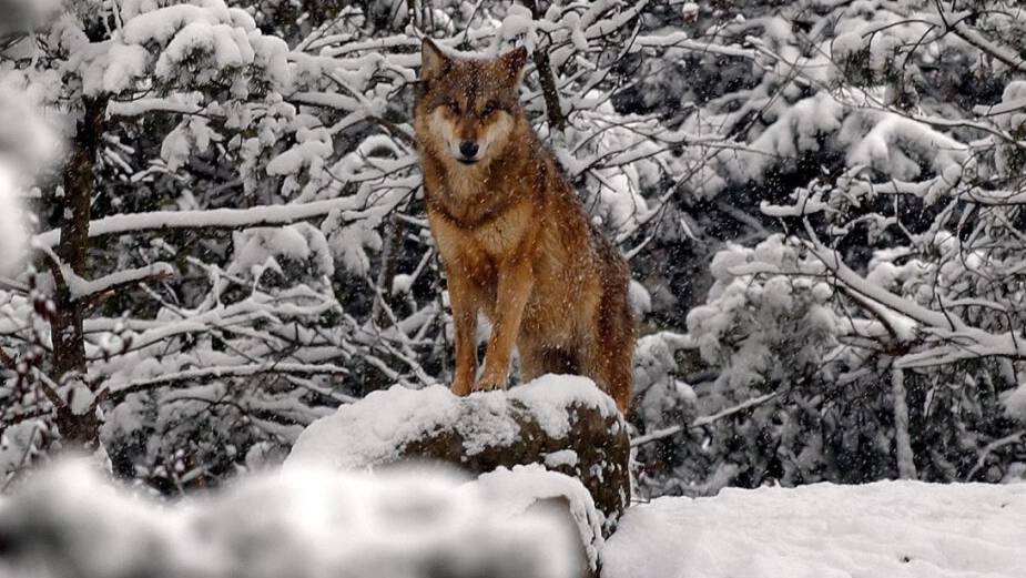 Die Bündner Wölfe folgen im Winter Hirschen und Rehen in tiefere Lagen und damit in die Nähe von Siedlungen. (Symbolbild)