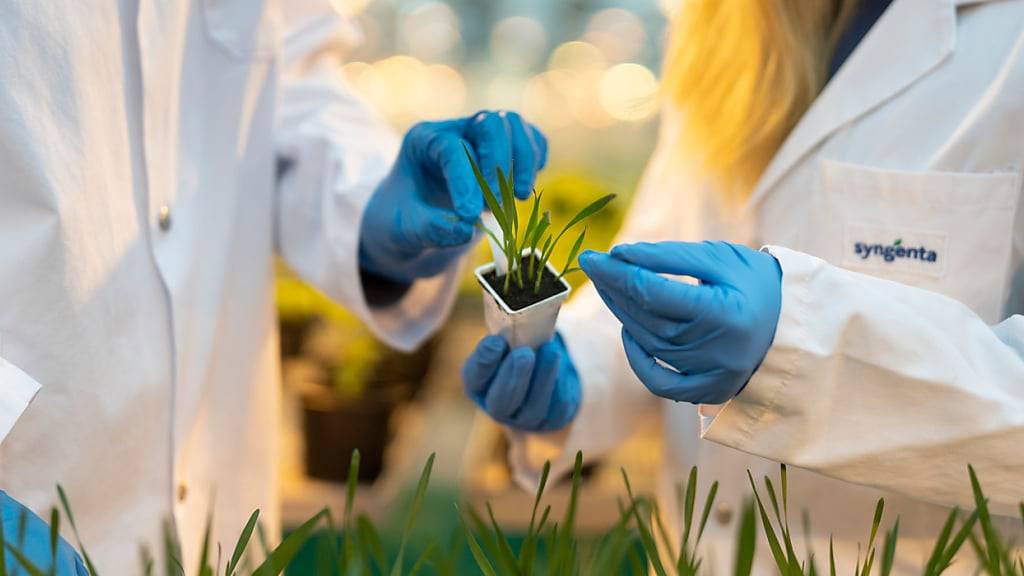 Die Syngenta Group hat im Startquartal von der Nachfrage nach neuen Pflanzenschutztechnologien profitiert. (Archivbild)