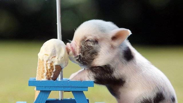 Mini Pig freut sich auf Glace